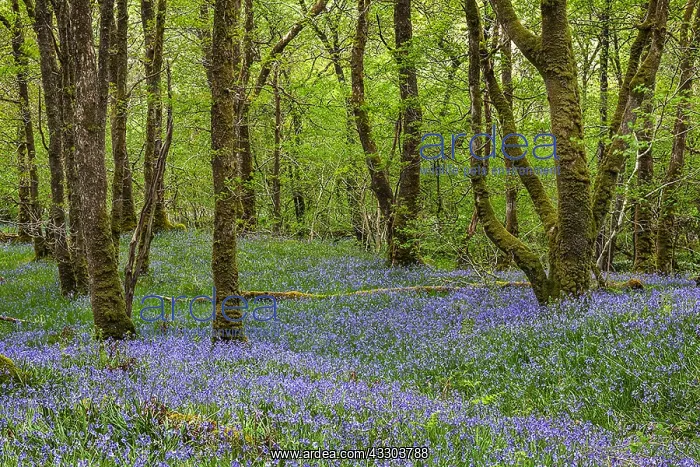 : Wood of Cree - carpet of blooming bluebells in ancient : Wood of Cree - carpet of blooming bluebells in ancient