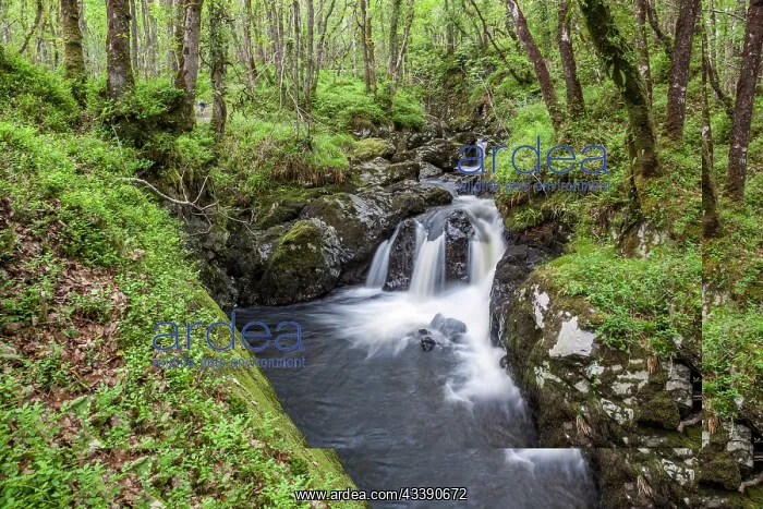 : Wood of Cree - Dumfries and Galloway - UK : Wood of Cree - Dumfries and Galloway - UK