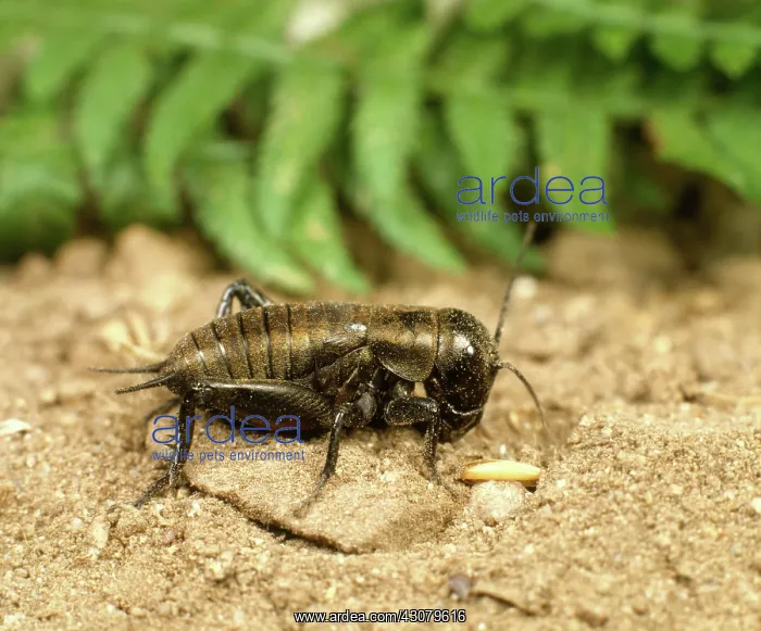 : Wood cricket : Wood cricket