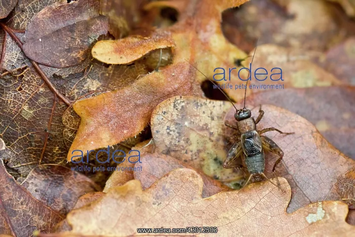 : Wood Cricket on fallen autumn leaves : Wood Cricket on fallen autumn leaves
