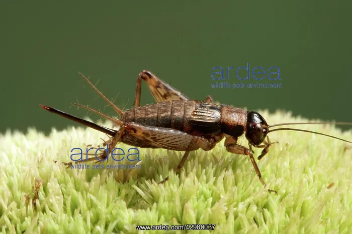 : Wood Cricket - Female with its ovipositor : Wood Cricket - Female with its ovipositor