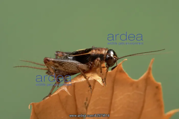 : Wood cricket - Male : Wood cricket - Male