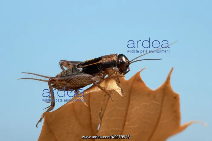 : Wood cricket - Male : Wood cricket - Male