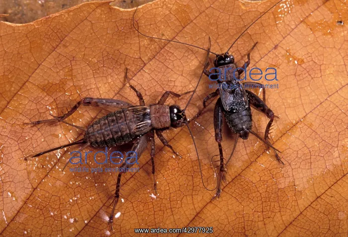 : Wood cricket - Pair : Wood cricket - Pair