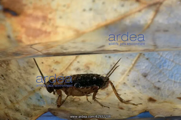 : WOOD CRICKET and its parasite, the Gordian Worm : WOOD CRICKET and its parasite, the Gordian Worm