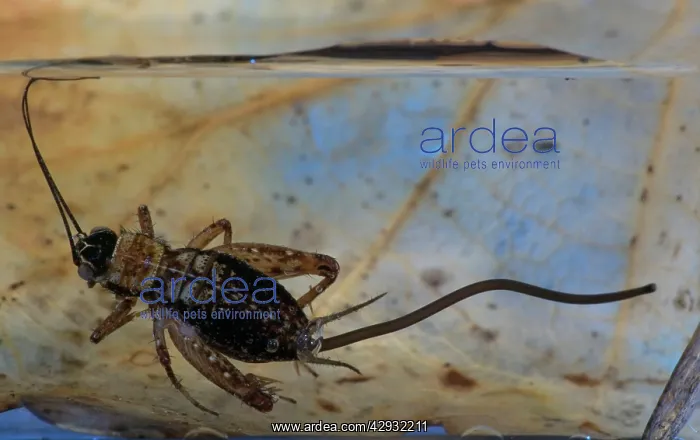 : WOOD CRICKET and its parasite, the Gordian Worm : WOOD CRICKET and its parasite, the Gordian Worm