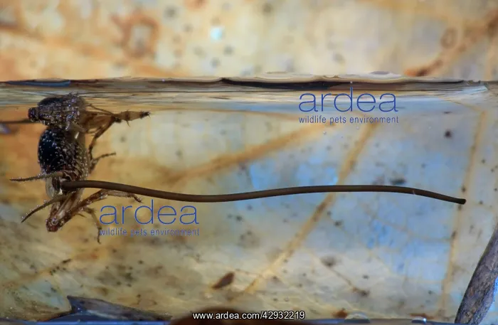 : WOOD CRICKET and its parasite, the Gordian Worm : WOOD CRICKET and its parasite, the Gordian Worm