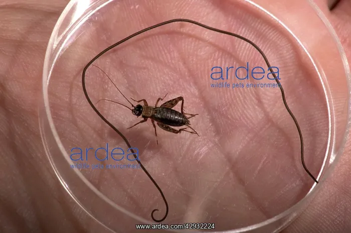 : WOOD CRICKET and its parasite, the Gordian Worm : WOOD CRICKET and its parasite, the Gordian Worm
