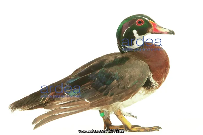  : Wood DUCK (Aix sponsa)