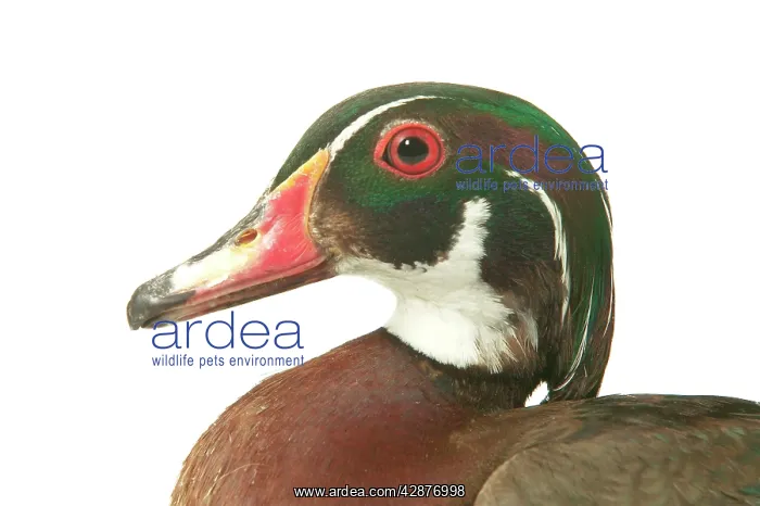  : Wood DUCK (Aix sponsa)