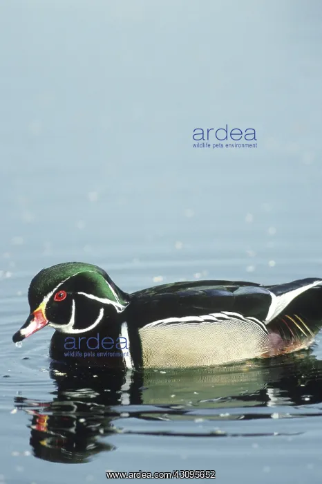 : Wood Duck (Aix sponsa) drake in a woodland pond : Wood Duck (Aix sponsa) drake in a woodland pond