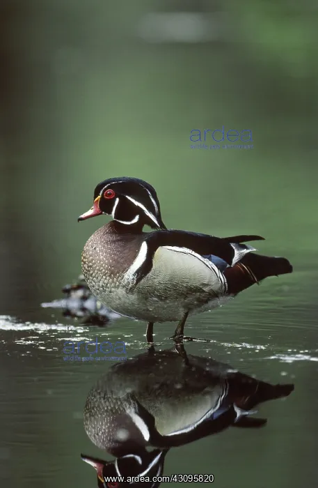 : Wood Duck (Aix sponsa) male, full breeding plumage, Bashakill Wetland, NY : Wood Duck (Aix sponsa) male, full breeding plumage, Bashakill Wetland, NY