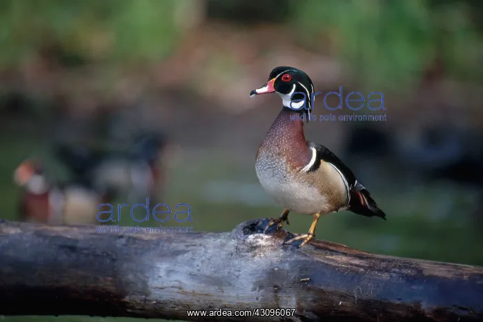 : Wood Duck. Wood duck (Aix sponsa) drake standing on a log : Wood Duck. Wood duck (Aix sponsa) drake standing on a log
