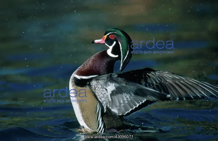  : Wood Duck. Wood duck (Aix sponsa) drake flapping his wings to dry them