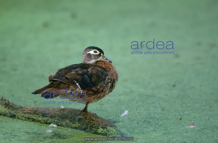 : Wood Duck. Wood duck (Aix sponsa) hen on a branch in a pond, Connecticut : Wood Duck. Wood duck (Aix sponsa) hen on a branch in a pond, Connecticut