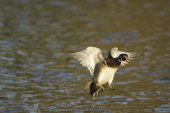 : Wood Duck. Wood duck, Aix sponsa : Wood Duck. Wood duck, Aix sponsa