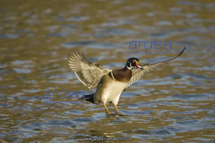 : Wood Duck. Wood duck, Aix sponsa : Wood Duck. Wood duck, Aix sponsa