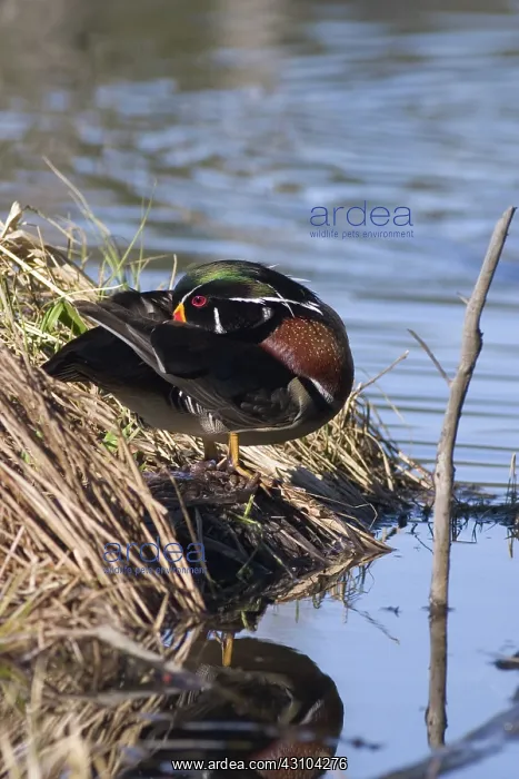 : Wood Duck. A wood duck (Aix sponsa) drake preens in a woodland pond; Chequamegon : Wood Duck. A wood duck (Aix sponsa) drake preens in a woodland pond; Chequamegon