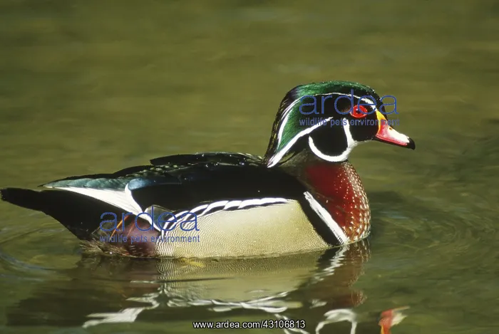 : Wood Duck (Aix sponsa) drake swimming in pond. Berks County, Pennsylvania : Wood Duck (Aix sponsa) drake swimming in pond. Berks County, Pennsylvania