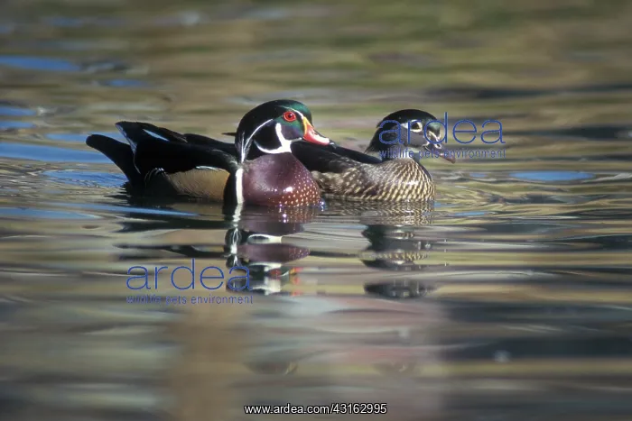 : Wood Duck (Aix sponsa) pair at home on a small lake in the Sierra Foothills : Wood Duck (Aix sponsa) pair at home on a small lake in the Sierra Foothills