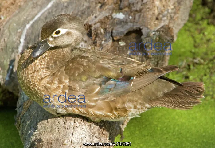 : Wood Duck (Aix sponsa) adult female : Wood Duck (Aix sponsa) adult female