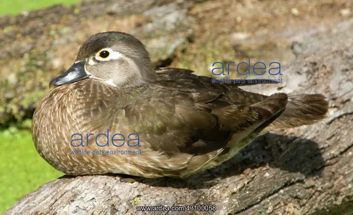 : Wood Duck (Aix sponsa) adult female : Wood Duck (Aix sponsa) adult female
