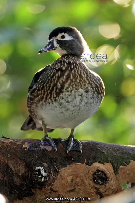  : Wood Duck (Aix sponsa), adult female in tree, Florida