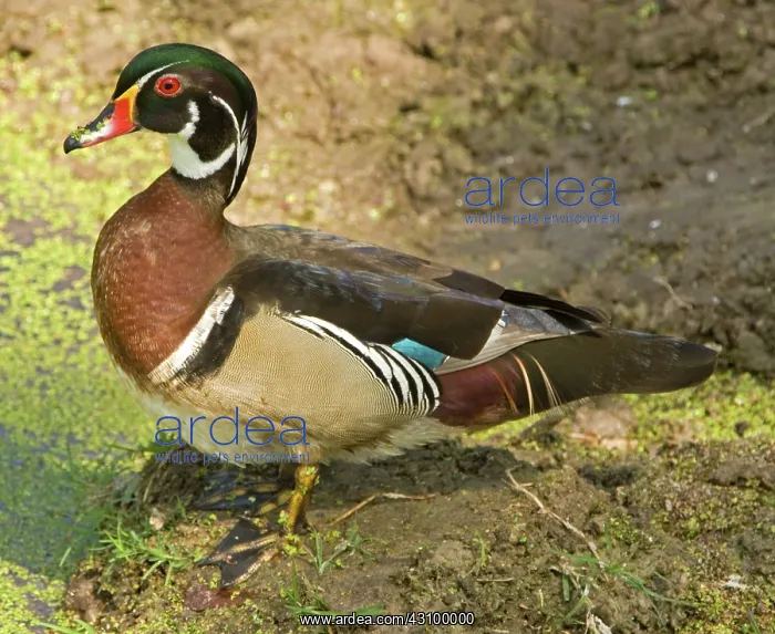 : Wood Duck (Aix sponsa) adult male : Wood Duck (Aix sponsa) adult male