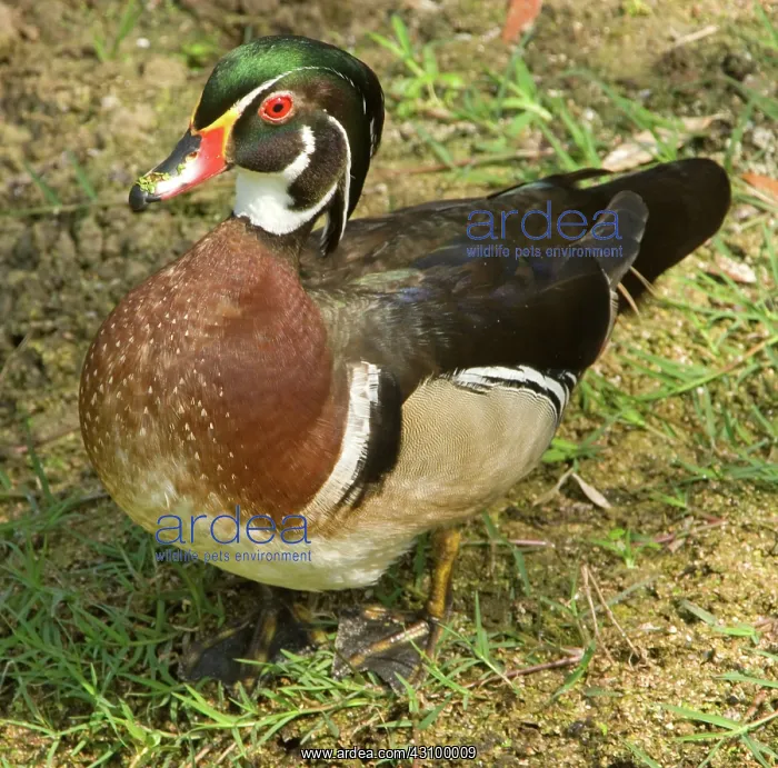 : Wood Duck (Aix sponsa) adult male : Wood Duck (Aix sponsa) adult male