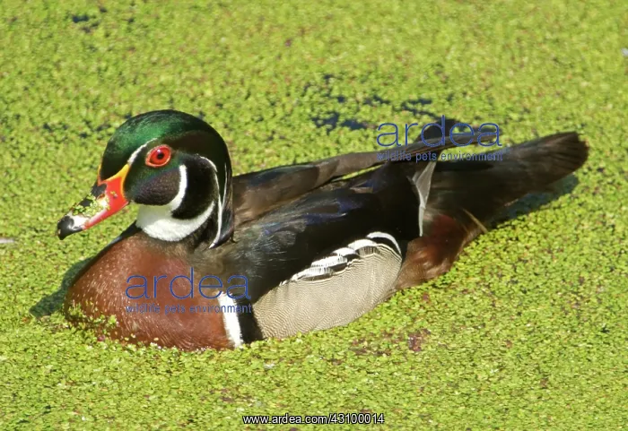 : Wood Duck (Aix sponsa) adult male : Wood Duck (Aix sponsa) adult male