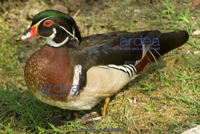 : Wood Duck (Aix sponsa) adult male : Wood Duck (Aix sponsa) adult male