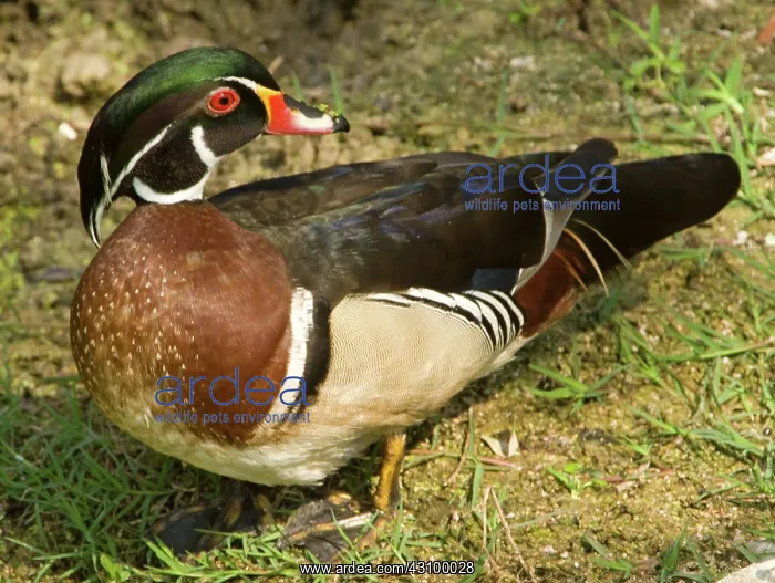 : Wood Duck (Aix sponsa) adult male : Wood Duck (Aix sponsa) adult male
