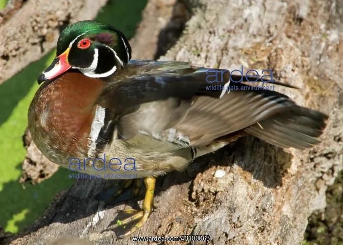 : Wood Duck (Aix sponsa) adult male : Wood Duck (Aix sponsa) adult male