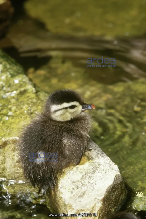 : Wood Duck (Aix sponsa) duckling : Wood Duck (Aix sponsa) duckling