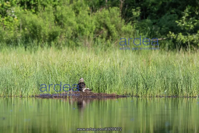 : Wood Duck (Aix sponsa) with ducklings : Wood Duck (Aix sponsa) with ducklings
