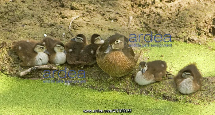 : Wood Duck (Aix sponsa) with ducklings : Wood Duck (Aix sponsa) with ducklings