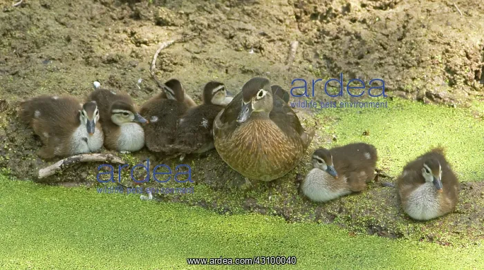 : Wood Duck (Aix sponsa) with ducklings : Wood Duck (Aix sponsa) with ducklings