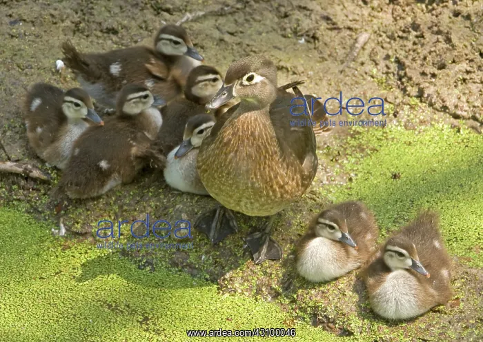 : Wood Duck (Aix sponsa) with ducklings : Wood Duck (Aix sponsa) with ducklings