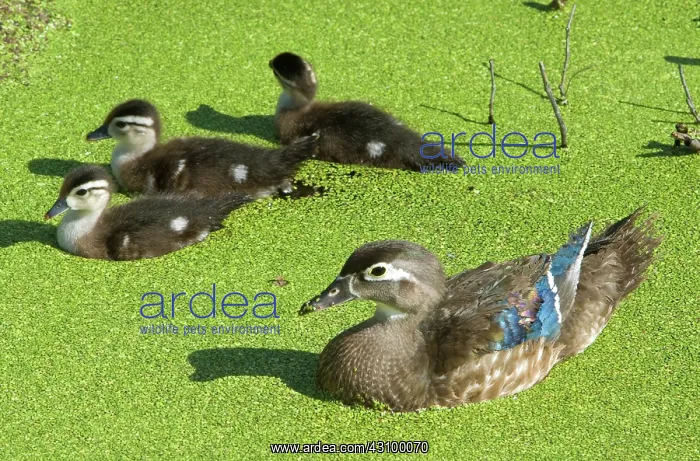 : Wood Duck (Aix sponsa) with ducklings : Wood Duck (Aix sponsa) with ducklings