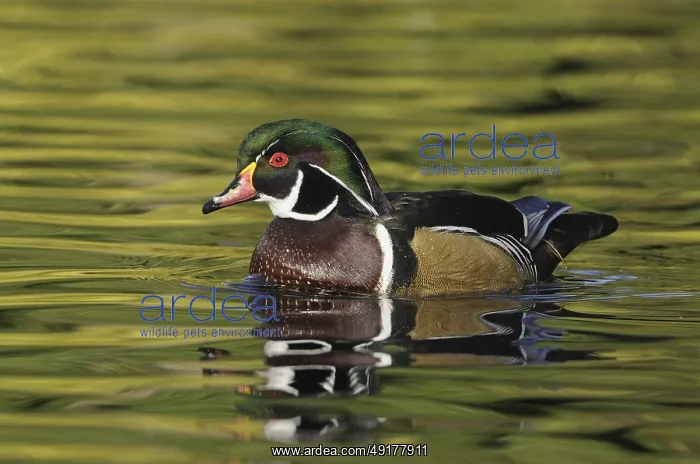 : Wood Duck (Aix sponsa) male, British Columbia : Wood Duck (Aix sponsa) male, British Columbia