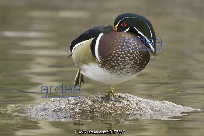 : Wood Duck (Aix sponsa) male, New Mexico, USA : Wood Duck (Aix sponsa) male, New Mexico, USA