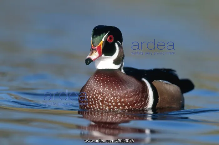 : Wood Duck Drake : Wood Duck Drake