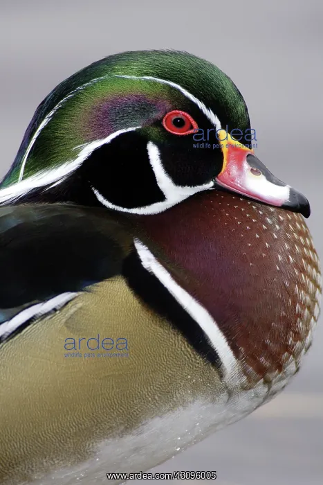 : Wood Duck Drake : Wood Duck Drake