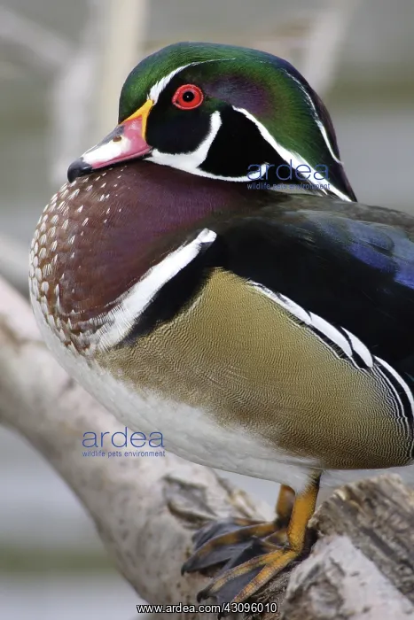  : Wood Duck Drake