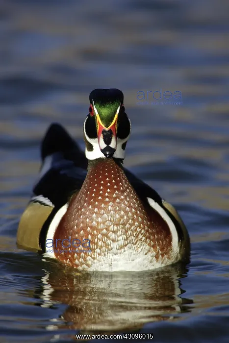  : Wood Duck Drake