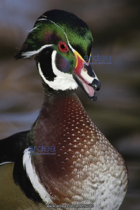 : Wood Duck Drake : Wood Duck Drake