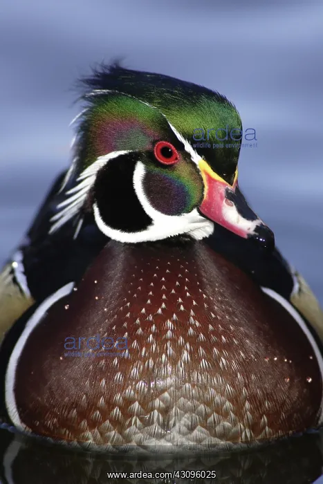 : Wood Duck Drake : Wood Duck Drake