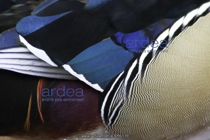 : Wood Duck Drake : Wood Duck Drake