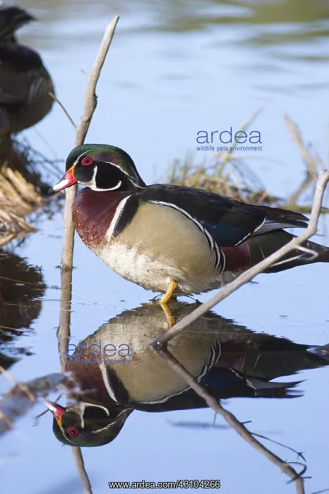 : Wood Duck Drake : Wood Duck Drake