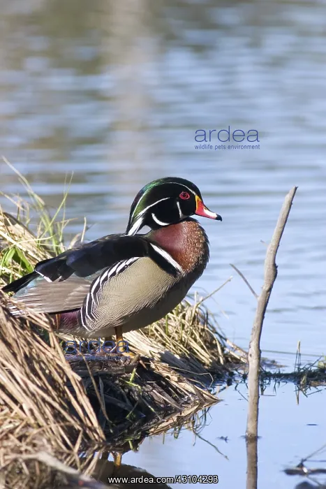 : Wood Duck Drake : Wood Duck Drake